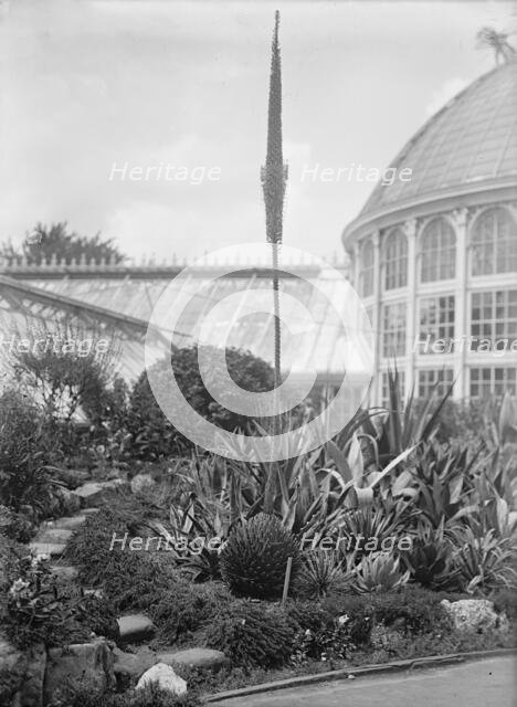 Botanical Gardens, 1917 or 1918. Creator: Harris & Ewing.