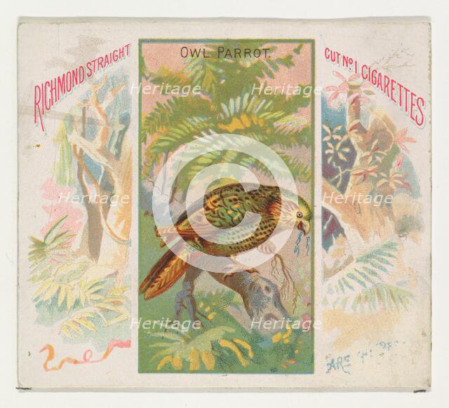 Owl Parrot, from Birds of the Tropics series (N38) for Allen & Ginter Cigarettes, 1889. Creator: Allen & Ginter.