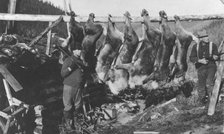 Caribou carcasses, between c1900 and c1930. Creator: Unknown.