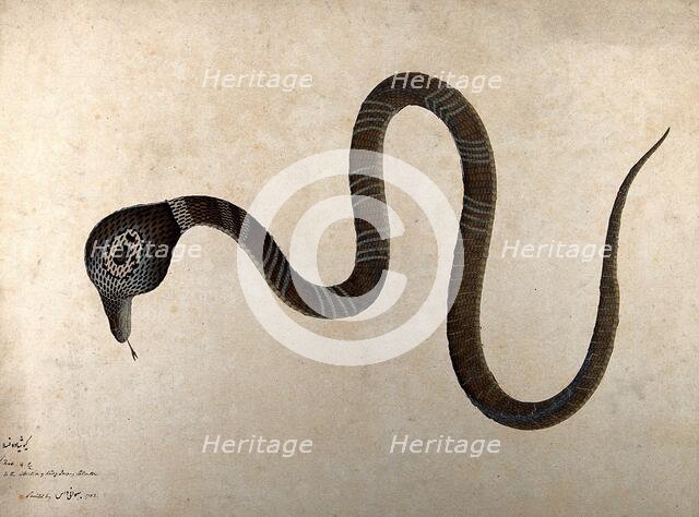 Indian cobra, with 'monocle' marking on hood, 1782. Creator: Bhawani Das.