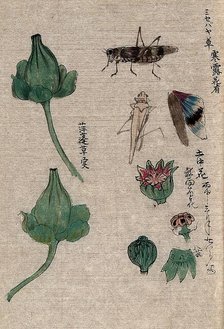 Fruit and floral segments of a plant of the Papaveraceae family and a grasshopper. Creator: Unknown.