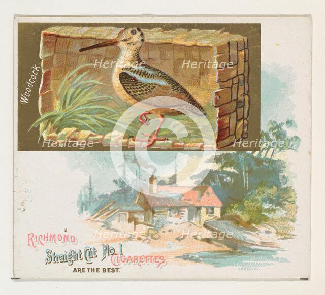 Woodcock, from the Game Birds series (N40) for Allen & Ginter Cigarettes, 1888-90. Creator: Allen & Ginter.