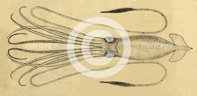 'A Diagram of the Giant Squid', 1881. Creator: Unknown.