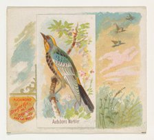 Audobons Warbler, from the Song Birds of the World series (N42) for Allen & Ginter Cigaret..., 1890. Creator: Allen & Ginter.