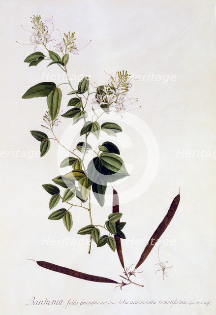 Bauhinia, c. 1745 (hand coloured engraving). Creator: "Georg Dionysius Ehret (1710 - 70); Ehret, Georg Dionysius (1710-1770)".