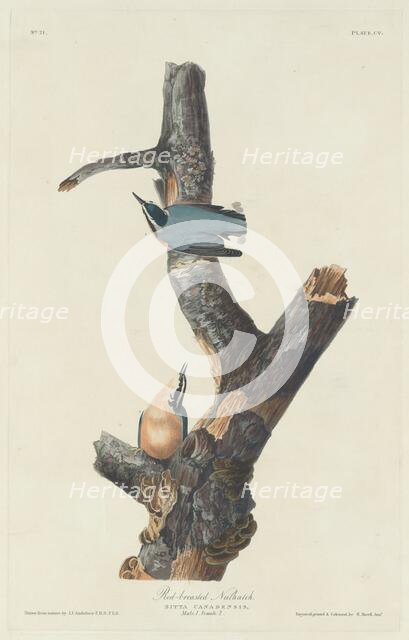 Red-breasted Nuthatch, 1831. Creator: Robert Havell.