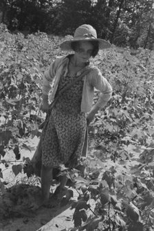 Lucille Burroughs picking cotton, Hale County, Alabama, 1936. Creator: Walker Evans.