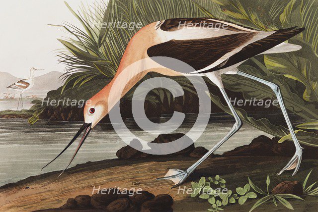 American Avocet, Recurvirostra Americana, 1845.