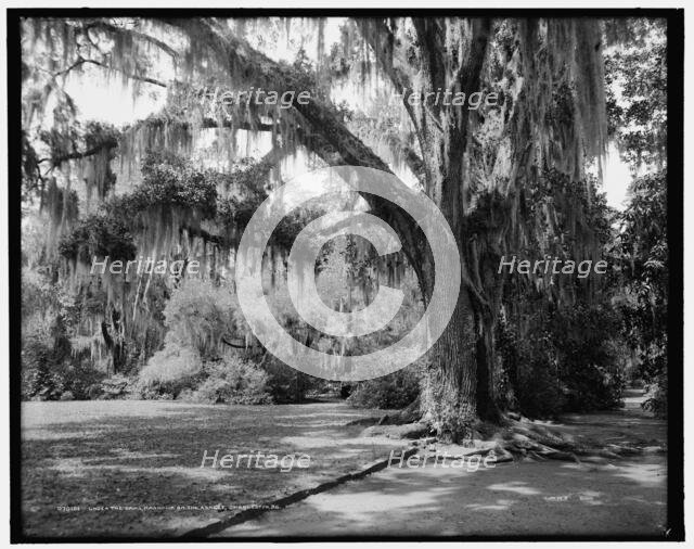 Under the oaks, Magnolia-on-the-Ashley, Charleston, S.C., c1907. Creator: Unknown.