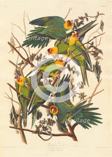 Carolina Parrot, 1827. Creator: Robert Havell.