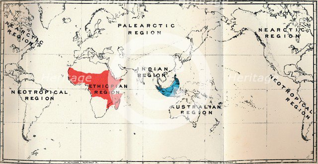 'Lemuroidea -  II. Map, Showing distribution of Tarsiidae (Blue), and Galaginae (Red), 1897. Artist: Unknown.