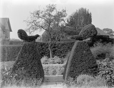 'Fighting Cocks' topiary at Great Dixter, Northiam, East Sussex, 1927. Artist: Nathaniel Lloyd
