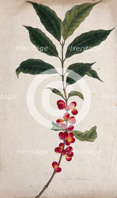 Coffee plant (Coffea arabica): fruiting stem, c1823. Creator: Unknown.
