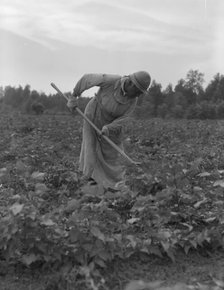 Mississippi Negress hoeing cotton, 1937. Creator: Dorothea Lange.