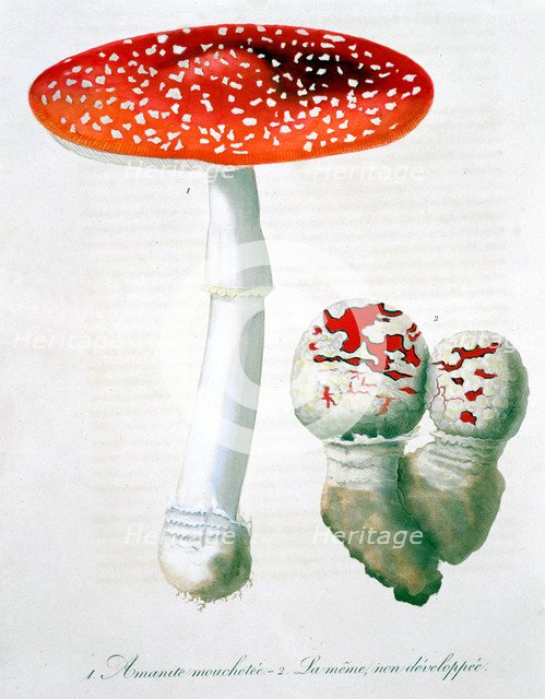 Amanita Muscaria (Fly Agaric), 1821. Artist: LFJ Hoquart