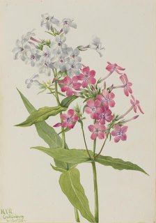 Perennial Phlox (Phlox paniculata), 1934. Creator: Mary Vaux Walcott.