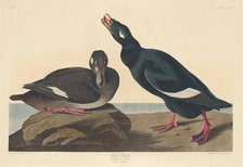 Velvet Duck, 1835. Creator: Robert Havell.