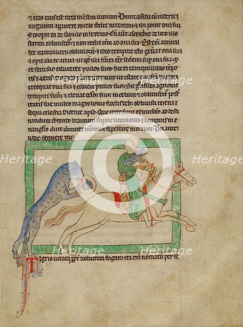 A Tiger; Northumberland Bestiary, about 1250-1260. Creator: Unknown.
