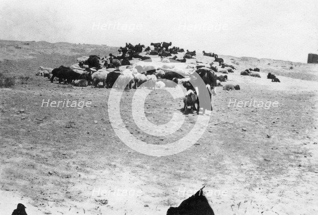 Sheep grazing outside Samarra, Mesopotamia, 1918. Artist: Unknown
