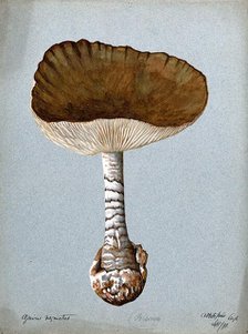 A fungus (Amanita vaginata): one fruiting body, 1891. Creator: Unknown.