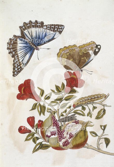 Butterfly and Caterpillar, 1705. Creator: Unknown.