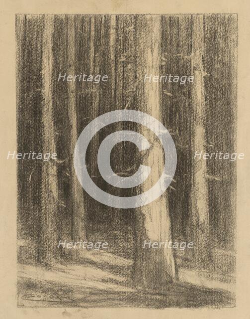 Tree trunks, around 1930. Creator: Ludovit Cordak.