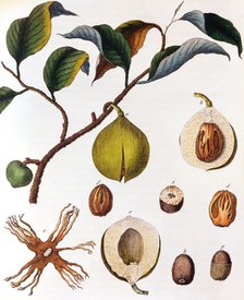 Myrsitica fragrans - nutmeg, c1798. Artist: Unknown