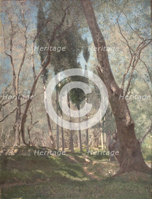 Olive trees in Menton, 1897. Creator: Henry Brokman.
