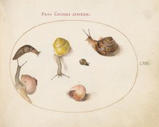 Animalia Qvadrvpedia et Reptilia (Terra): Plate LXII, c. 1575/1580. Creator: Joris Hoefnagel.