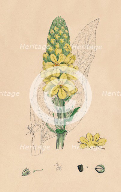 'Verbascum Thapsus. Great Mullein', 19th Century. Artist: Unknown.
