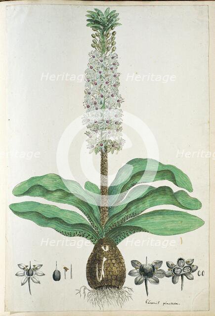 Eucomis humilis Bak. (Pineapple flower or Kuifplant), 1777-1786. Creator: Robert Jacob Gordon.