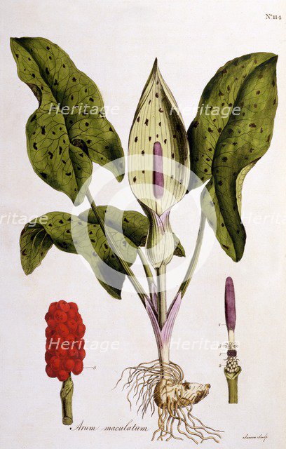 Arum Maculatum,  1775.