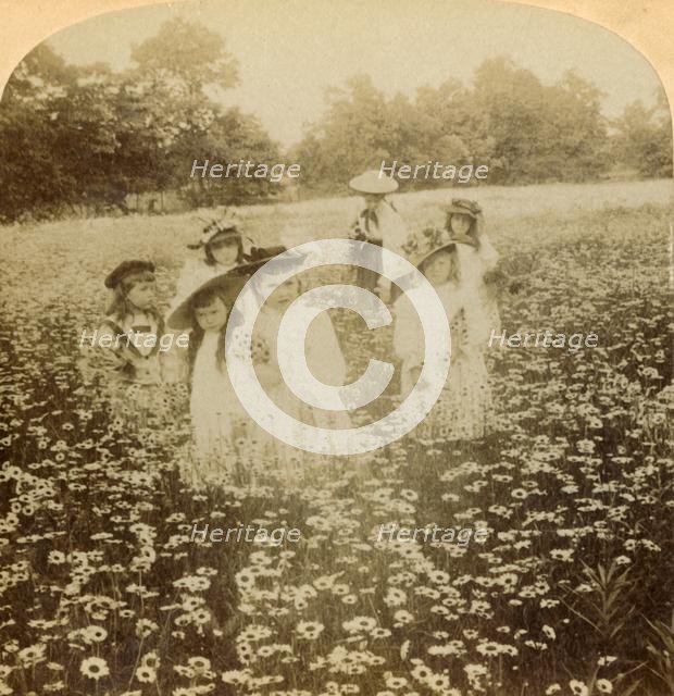 'In the Daisy Field: "Sweet Flow'ret of the Rural Glade', 1896. Creator: Unknown.