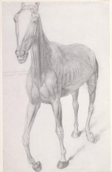 Working drawing for 'The Seventh Anatomical Table of the Muscles ... of the Horse', 1756. Creator: George Stubbs.