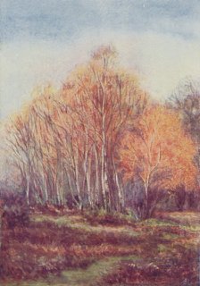 'The New Forest', 1910.
