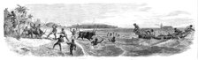 Embarking cattle at the port of Tamatave, Madagascar, 1864. Creator: Mason Jackson.