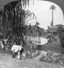 A peep into the tropical gardens of Rangoon, Burma, 1908. Artist: Stereo Travel Co