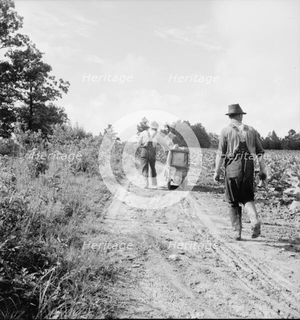 Possibly: Mr. Taylor and wage laborer slide tobacco..., Granville County, North Carolina, 1939. Creator: Dorothea Lange.