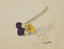 Untitled (Pansy), 1873. Creator: Mary Vaux Walcott.