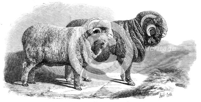 Pure Saxon Merino rams, exhibited at Breslau, 1869. Creator: Unknown.