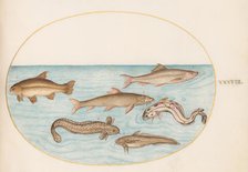 Animalia Aqvatilia et Cochiliata (Aqva): Plate XXXVIII, c. 1575/1580. Creator: Joris Hoefnagel.