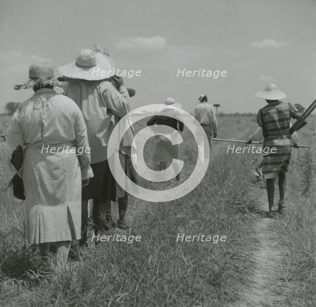 African American cotton plantation workers, hired as day laborers, walking next to..., August 1940. Creators: Farm Security Administration, Marion Post Wolcott.