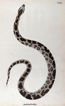 A snake, pale buff in colour, with dark brown patches edged in white and a white underbelly, 1795. Creator: Patrick Russell.