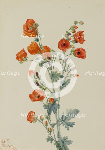 Scarlet Globe Mallow (Sphaeralcea grossulariaefolia), 1927. Creator: Mary Vaux Walcott.