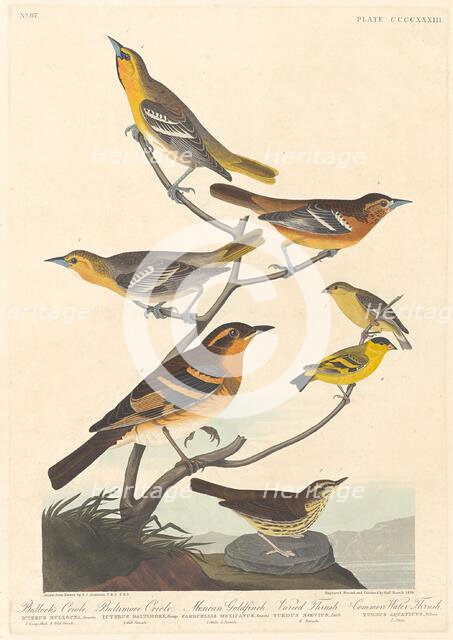 Bullock's Oriole, Baltimore Oriole, Mexican Goldfinch and Varied Thrush, 1838. Creator: Robert Havell.