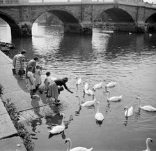Feeding swans beside Richmond Bridge, London, c1945-c1965. Artist: SW Rawlings