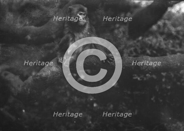 Travel views of Japan and Korea, 1908. Creator: Arnold Genthe.