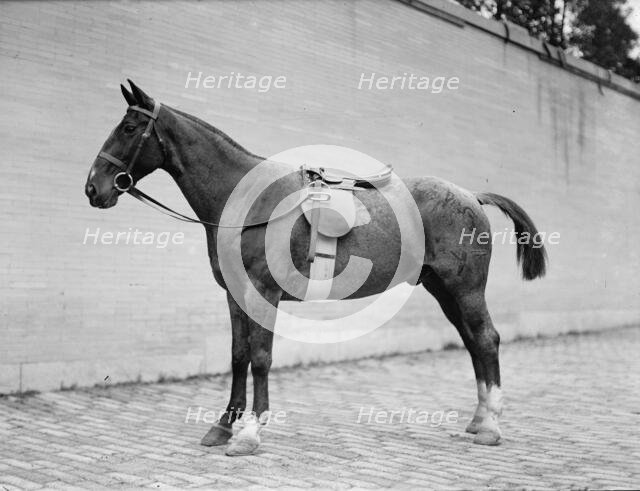 Horse Shows - Horses, 1912. Creator: Harris & Ewing.