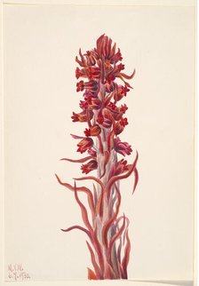 Snow Plant (Sarcodes sanguinea), 1930. Creator: Mary Vaux Walcott.