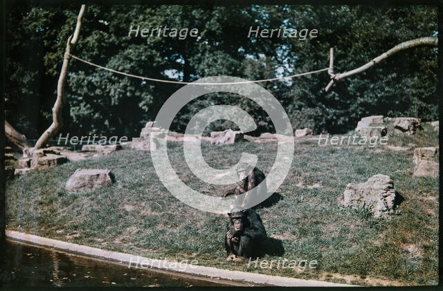 Whipsnade Zoo, Whipsnade, Central Bedfordshire, 1930-1939. Creator: Eric Maybank.